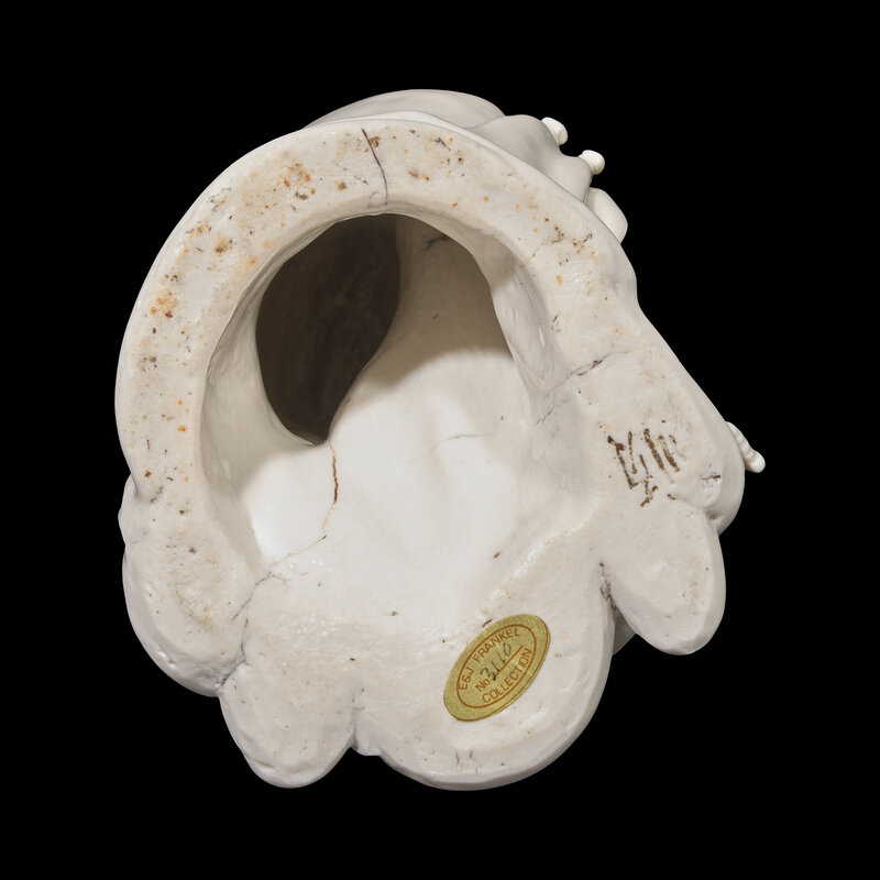 渡海观音。 德化白瓷。 清中期。中国骨董。古美術 渡海观音。 德化白瓷。 清中期。中国骨董。古美術