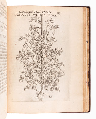 CORNUT, Jacques Philippe (1606-1651). Canadensium plantarum, aliarúnque ...